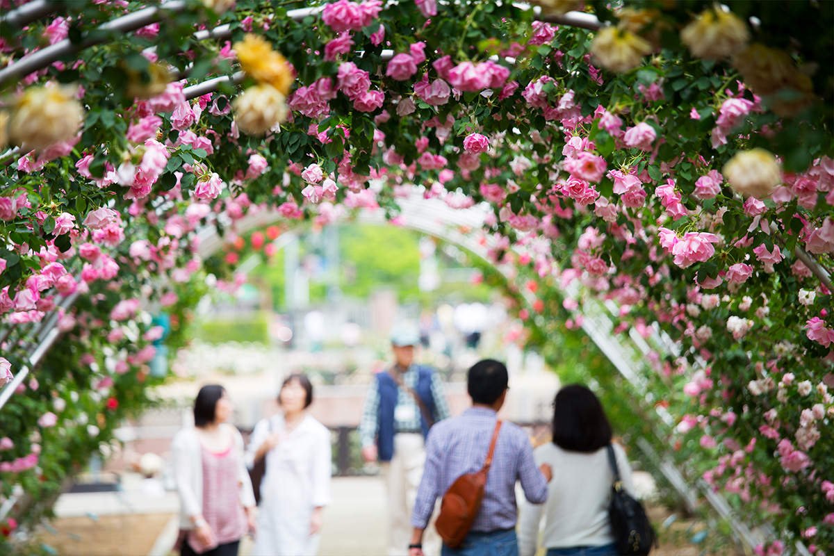 🌹 시키시마 공원 카도쿠라 테크노 장미원(시키시마코우엔 카도쿠라 테크노 바라엔) 이미지 8
